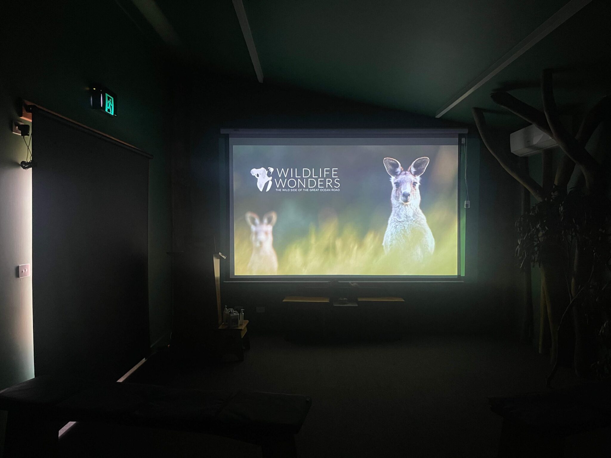 Wildlife-Wonders-Forest-Room-with-lights-off-2048x1536